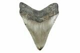 Fossil Megalodon Tooth - North Carolina #379226-2